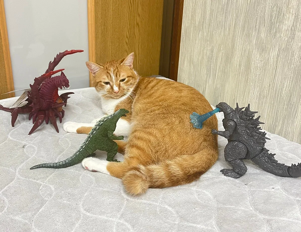 맘마를 맛있게 먹은게 분명한 아기냥이 (25)
