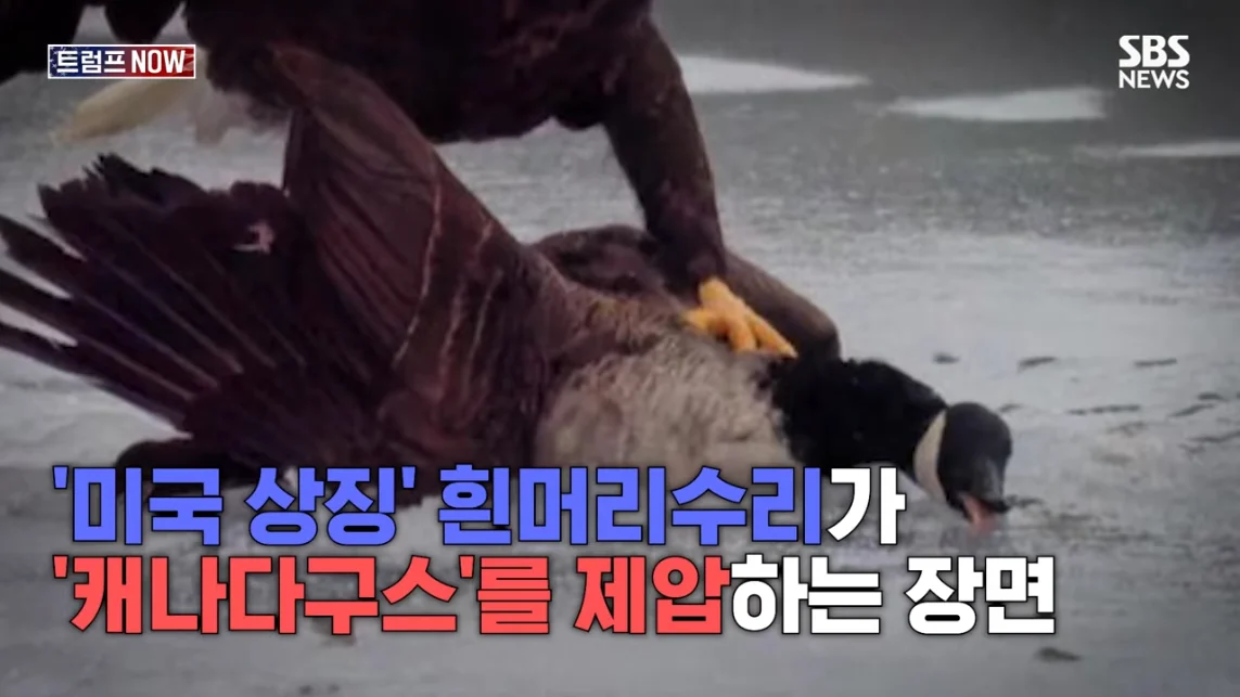 SBS 뉴스 - 미국에 전력 끊어! 중국이야 우리야 똘똘 뭉친 '원팀 캐나다' 분노 폭발.전 세계가 참았지 트럼프 .jpeg.png