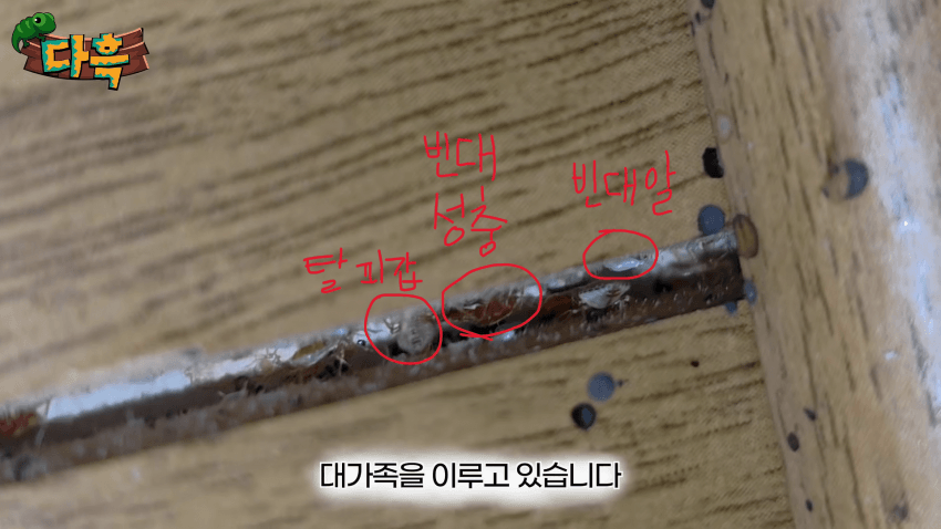 오싹오싹 부산 찜질방에 출몰해서 난리난 빈대(베드버그)상황 (18)