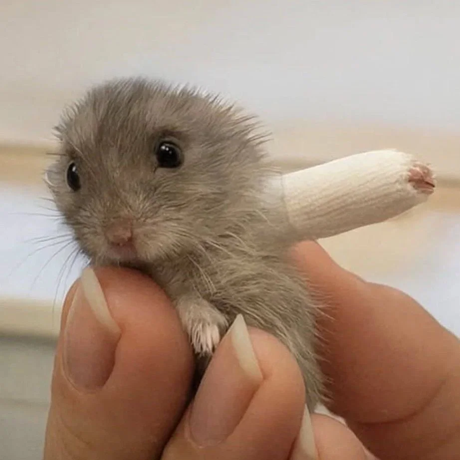 맘마를 맛있게 먹은게 분명한 아기냥이 (27)