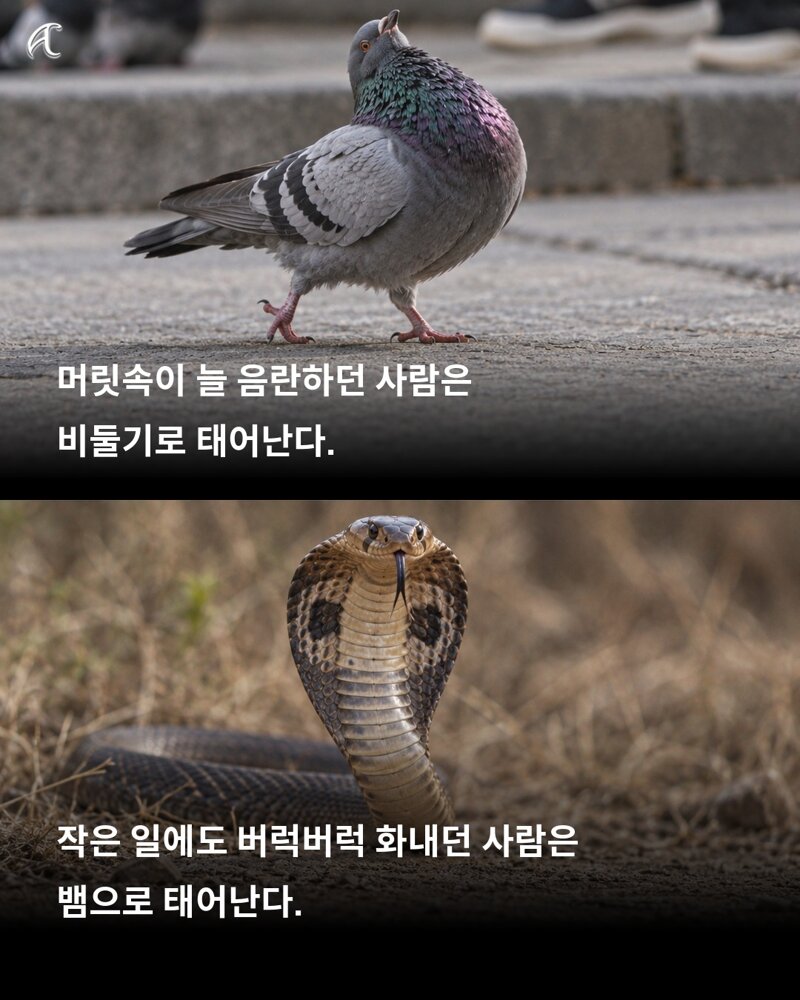 불교 경전 적힌 다음생에는 어떤짐승으로?