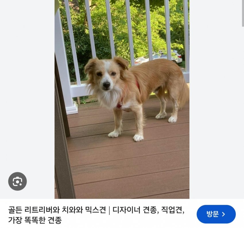 싱글벙글 래딧에 유행한다는 미친 짓 (6)