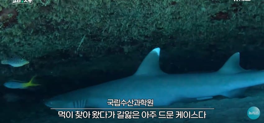 상어 한마리에 3만명 몰려, 부산 명소가 된 북항 (36)