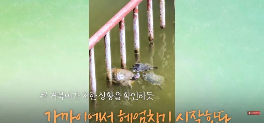 큰 거북이 곤경에 처하자 헤엄쳐간 작은 영웅들 (6)