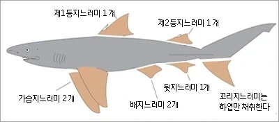 식당에서 샥스핀 없앤 이연복쉐프