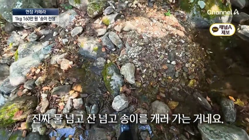 채널a) 송이버섯 1kg에 160만원...밤낮 추격전 (34)