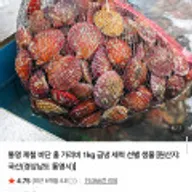 통영 비단 홍가리비 2kg