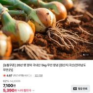 26년 무안 햇양파 5kg 5390원 (무배)