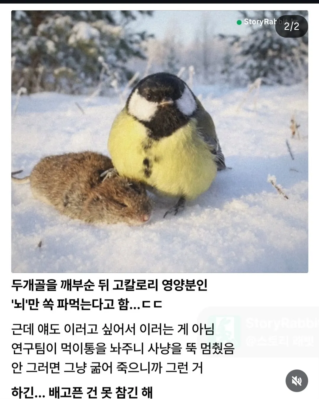 박새의 충격적인 반전 모습 (2)