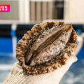 [11번가]전복 1kg 6~7미 (T멤 17,720원/무료)