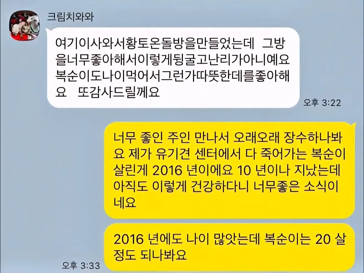10년 전 유기견을 입양했던 사람에게 다시 연락해봤다