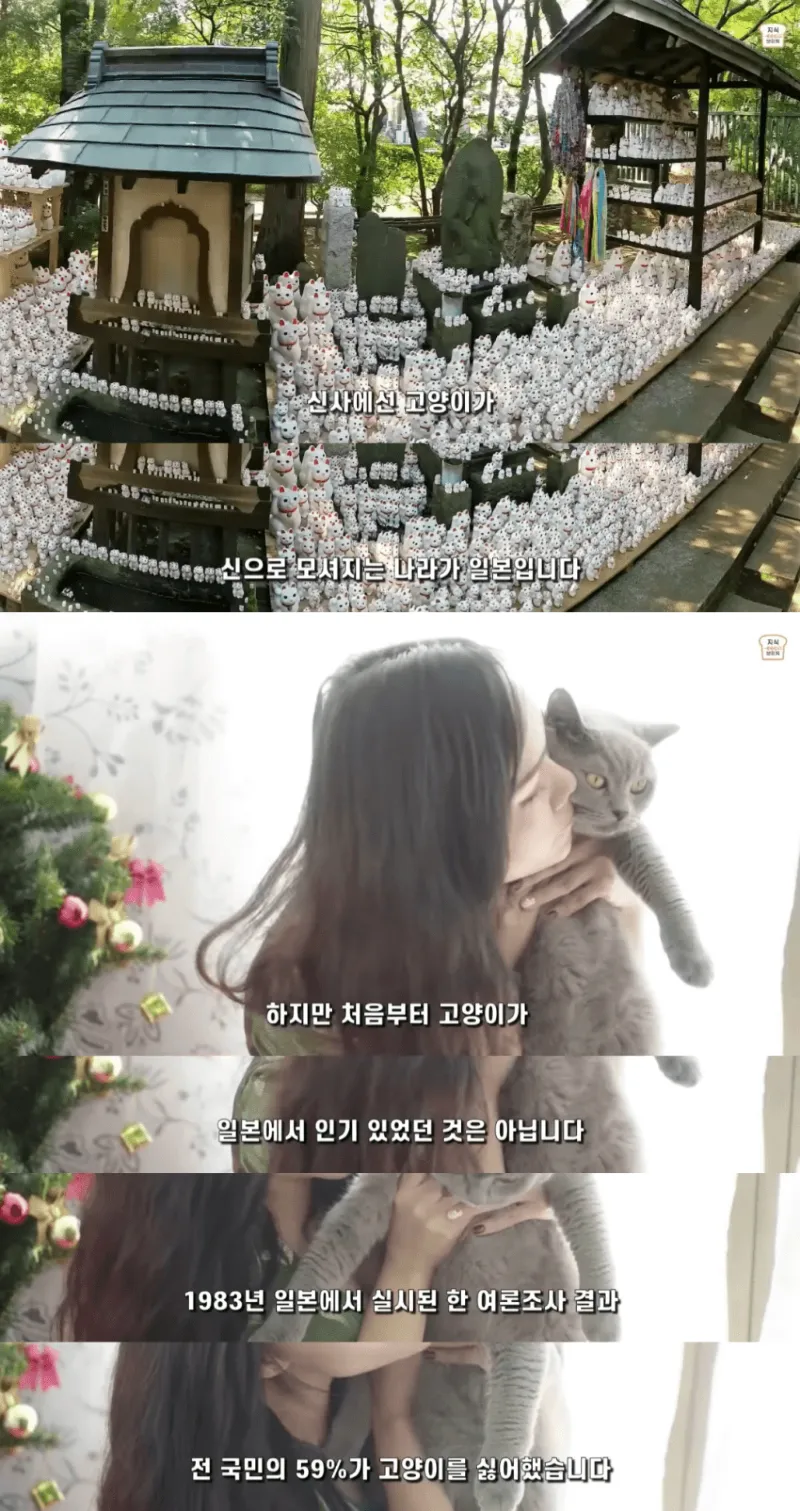 일본인들이 개보다 고양이를 더 많이 키우는 이유