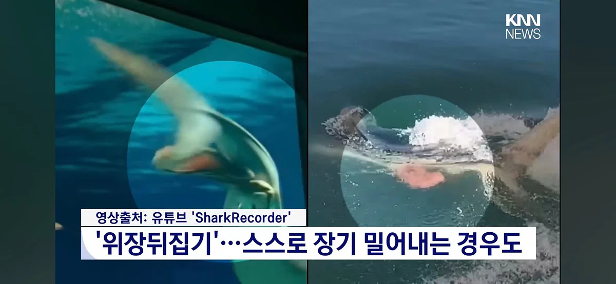 위장을 밖으로 꺼내 장세척 하는 부캉이(와 글에 달린 댓글들) (3)
