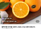 블랙라벨 네이블 오렌지 중소과 25개 네멤무배