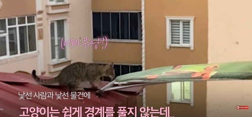 의문의 도구로, 지붕 위 고양이 구한 친구들 (10)