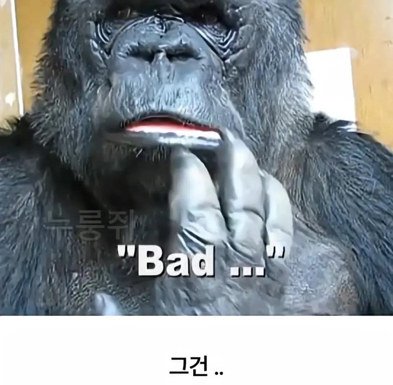세계 최초로 수어를 이용해 인간과의 대화에 성공한 고릴라 (13)