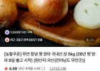 [농할쿠폰] 무안 창녕 햇 양파 국내산 상 5kg