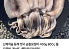 손질오징어 900g