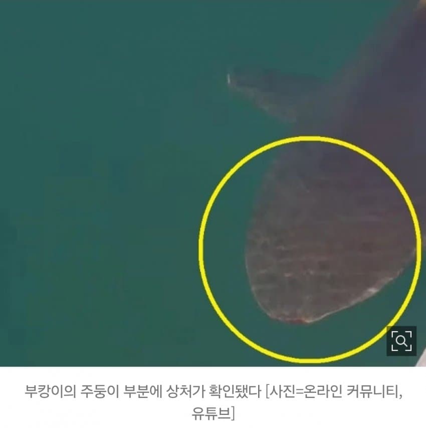 부캉이, 12월에 죽을지도…수온 하락에 폐사 가능성 나왔다 (5)