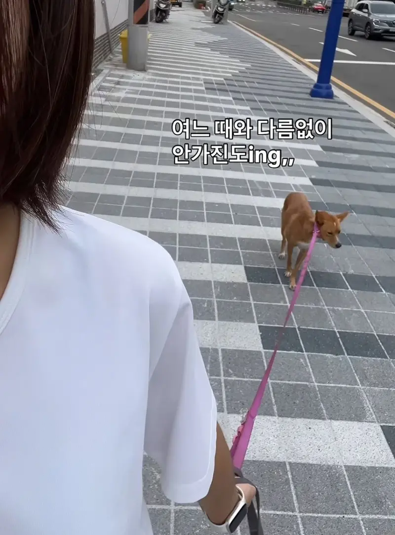 강아지 산책중 멈춰서 안갈때 꿀팁 (3)