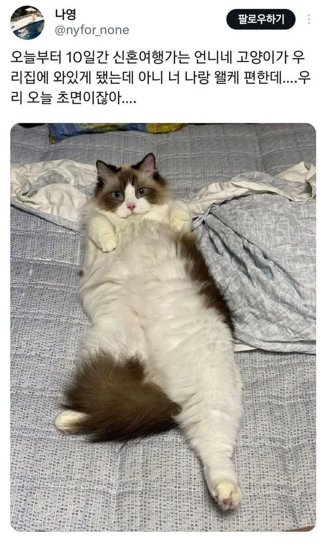 맘마를 맛있게 먹은게 분명한 아기냥이 (49)