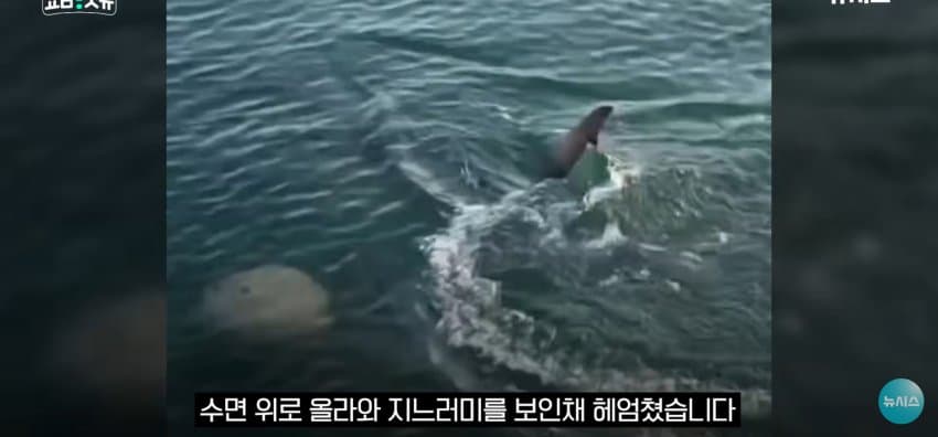 상어 한마리에 3만명 몰려, 부산 명소가 된 북항 (27)