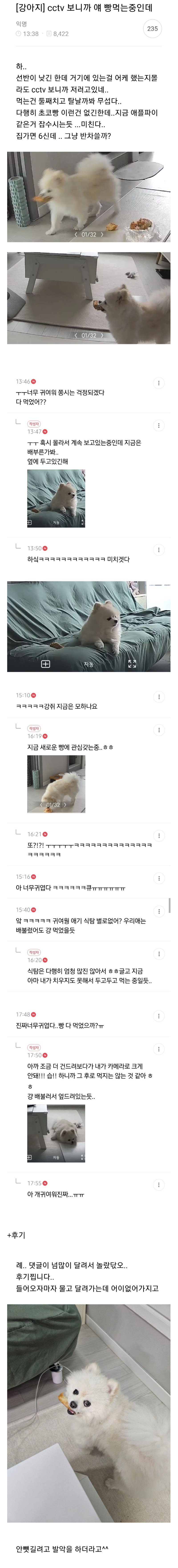 회사에서 집 CCTV 보다가 반차 쓸뻔 한 직장인