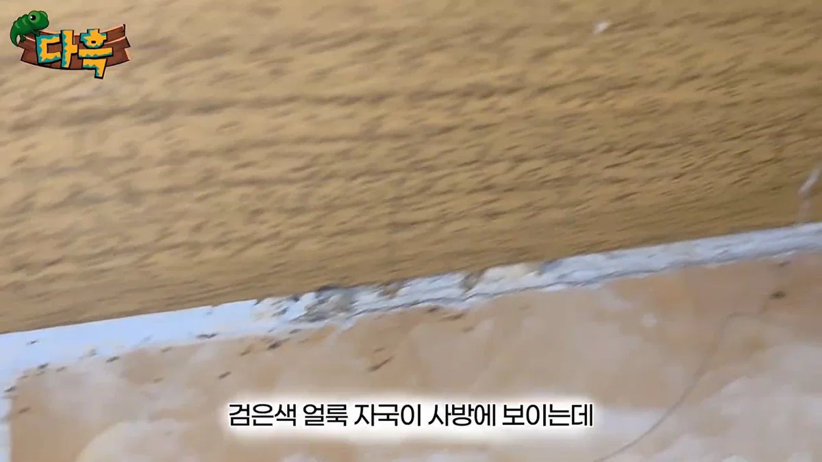 부산 찜질방 빈대 이슈 업로드한 유튜버 다흑... (15)