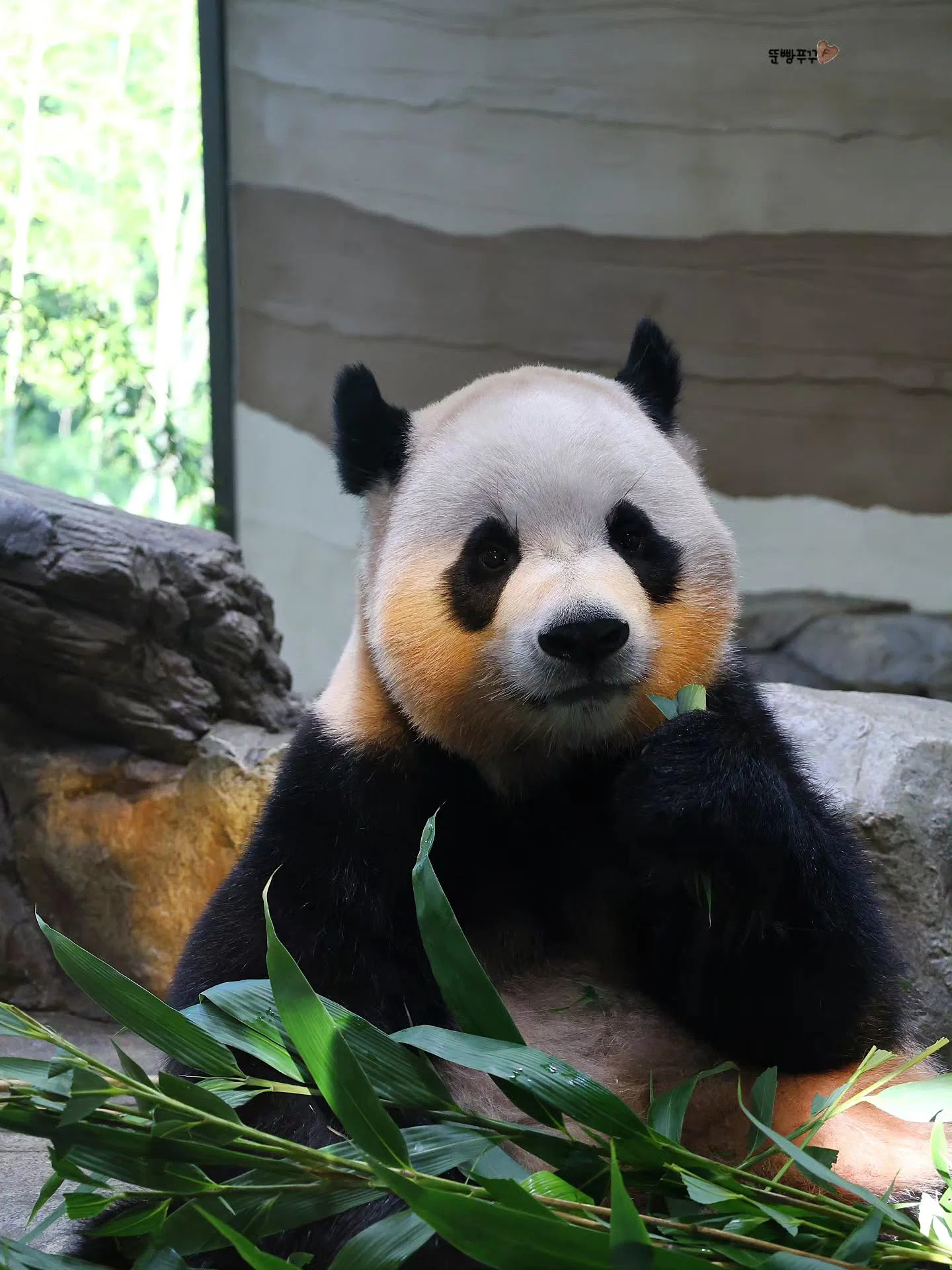 오후 햇살이 천연 블러셔가 되버린 루이바오💜🐼 (5)