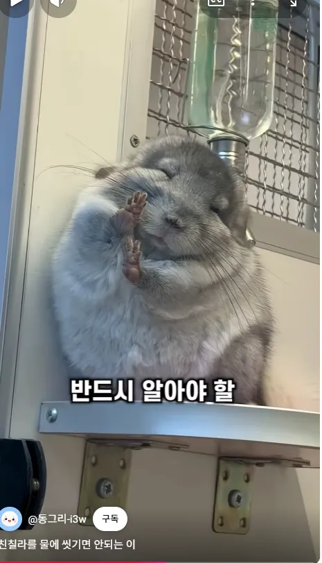 친칠라가 진짜 털빨 원탑임