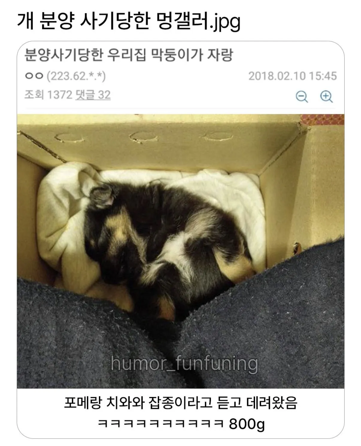 개 분양 사기당한 멍갤러