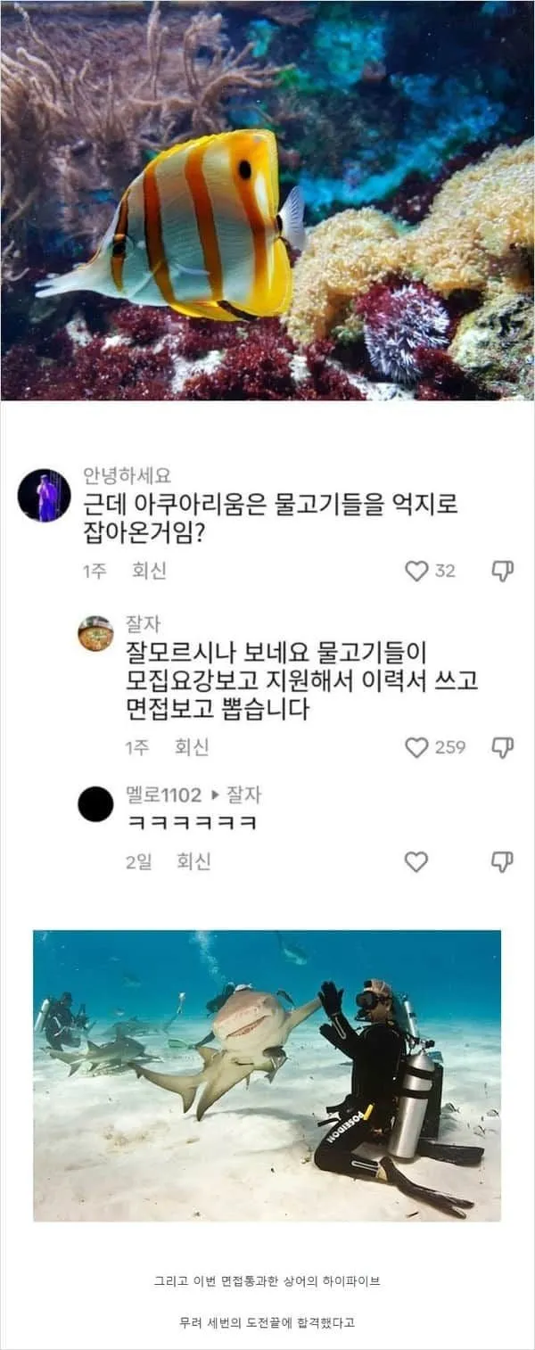 근데 아쿠아리움은 물고기 억지로 잡아오는 거임?
