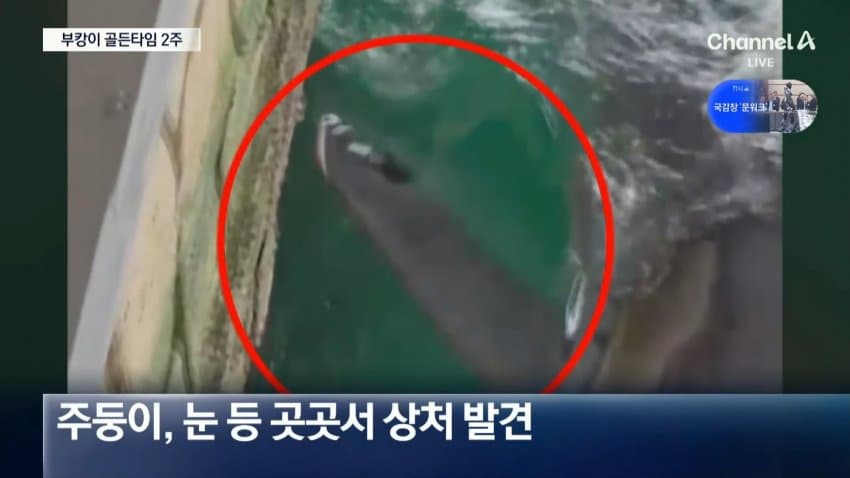 한 달째 갇힌 부산 상어…세 번째 탈출 작전 (8)
