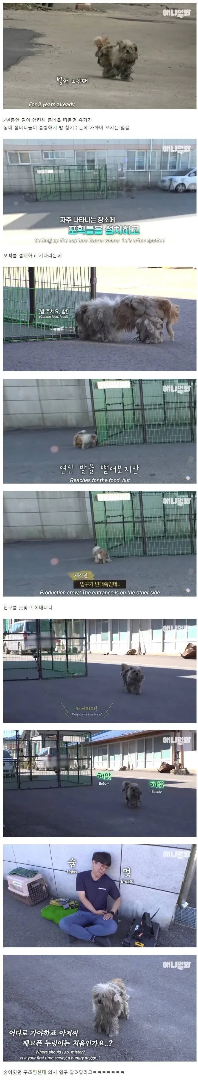 유기된 댕댕이: 아조씨 어디로가야 구출되요?_1.webp
