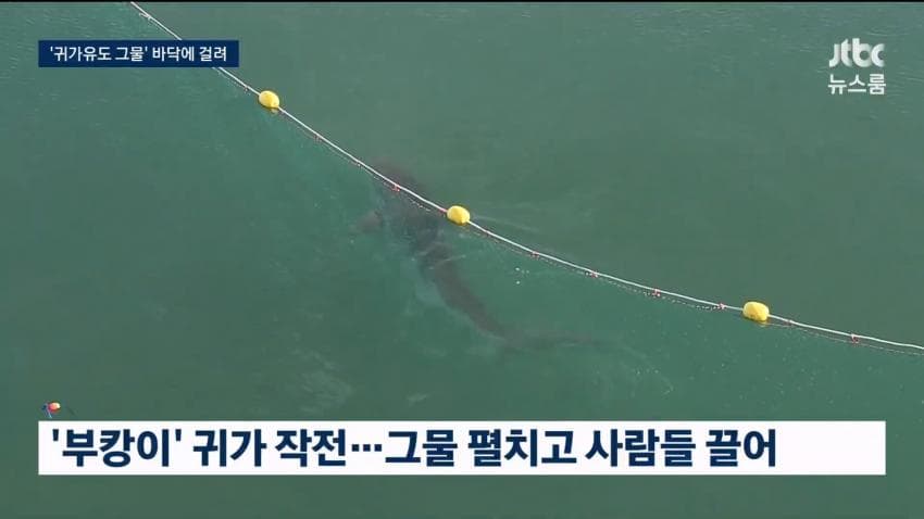 상어 부캉이 구조작업 또 실패…바다 앞서 멈췄다 (7)