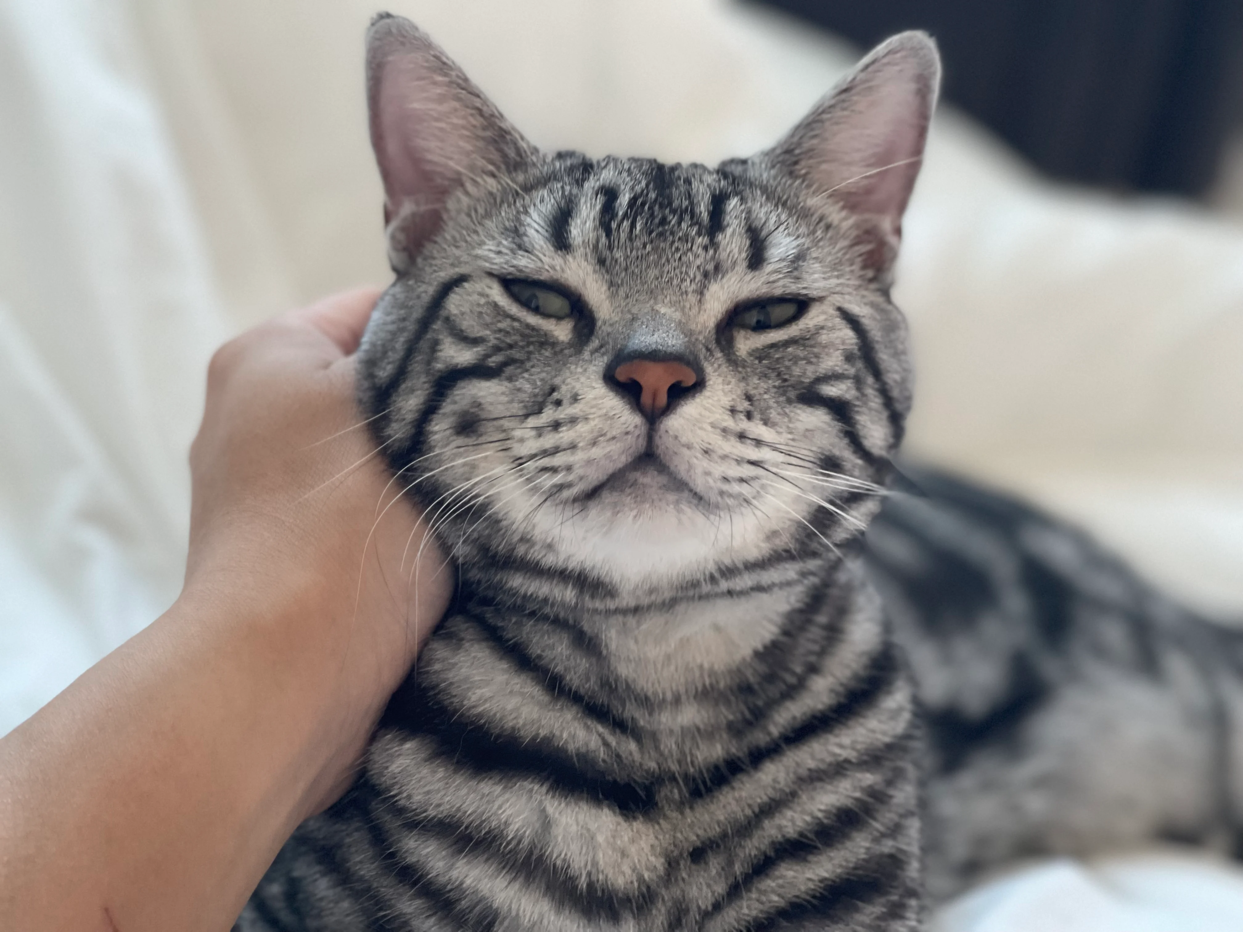 우리집 고양이 얼마 안남았다.. (7)