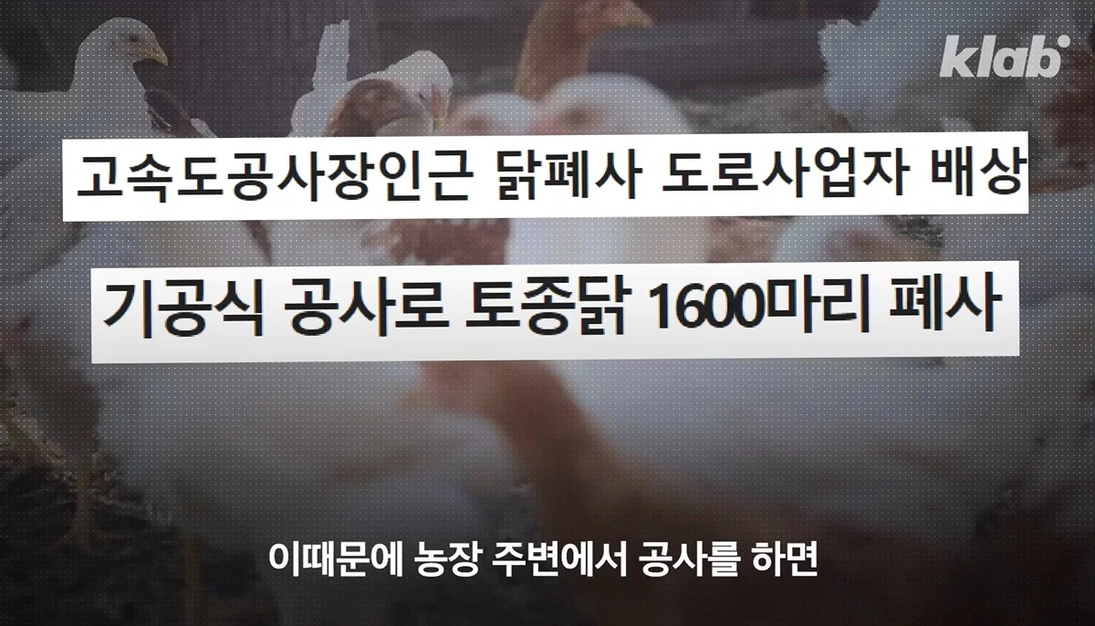 새들에겐 거의 전쟁난 수준이라는 불꽃축제 (43)