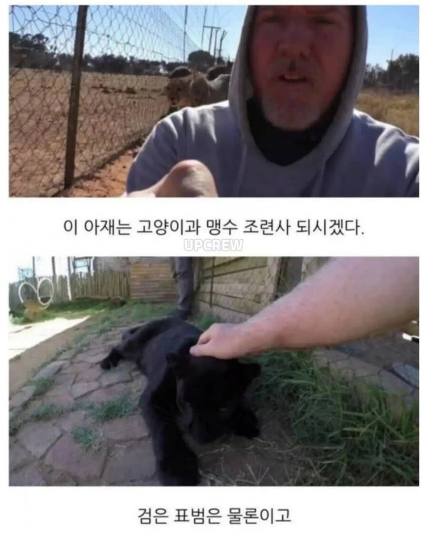 의외로 공식적으로 인간을 공격한적이 없는 맹수 (4)