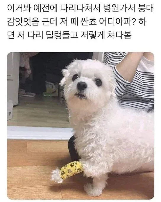 강아지한테 어디 아프냐고 물어보면