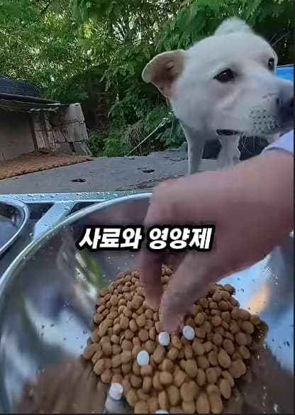 평생 목욕 한번 안 해본 차고지 지킴이 2살 한성이의 생애 첫 목욕대작전 (44)