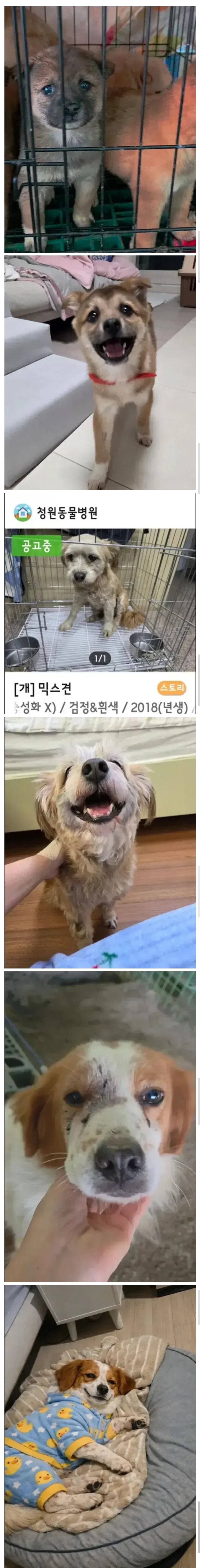 유기견들 입양 전후 표정 차이