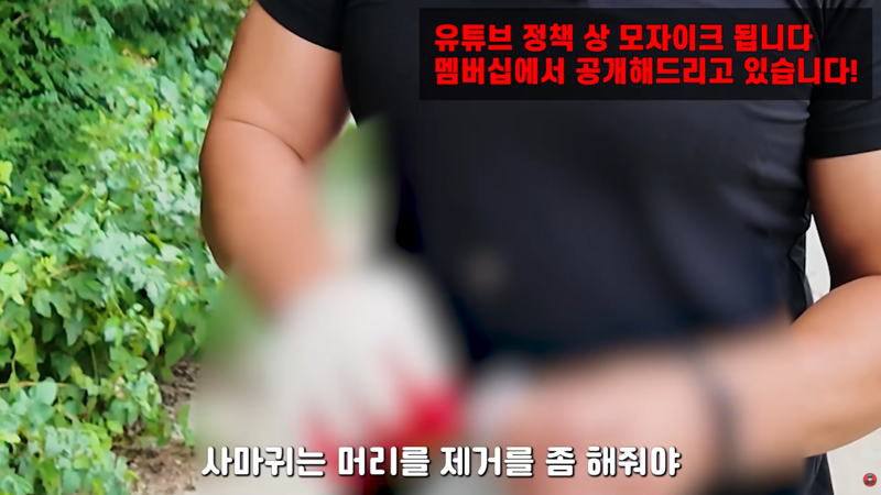 사마귀 먹는 방법 알려주는 유튜버 (2)