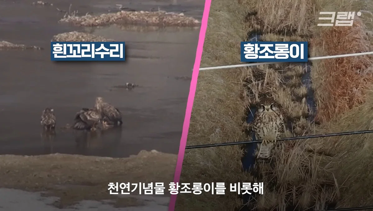 새들에겐 거의 전쟁난 수준이라는 불꽃축제 (50)