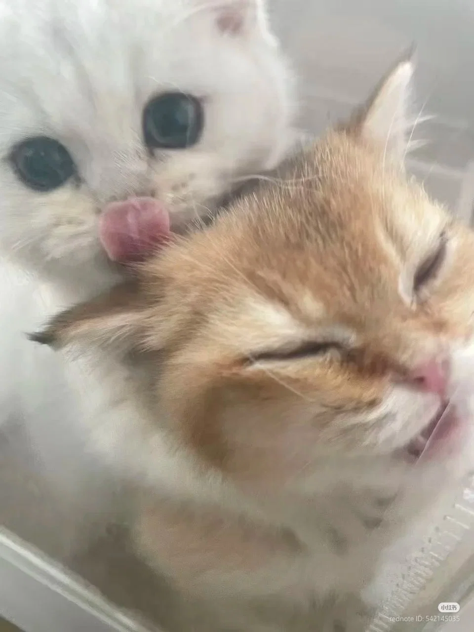 POfSAX