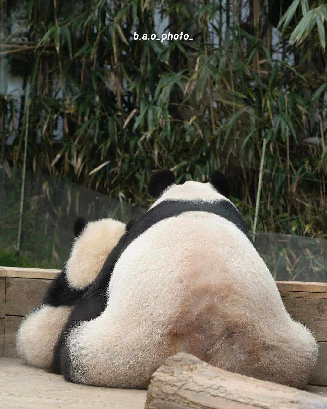 아이바오 따라하는 후이바오 🐼❤🩷 (9)
