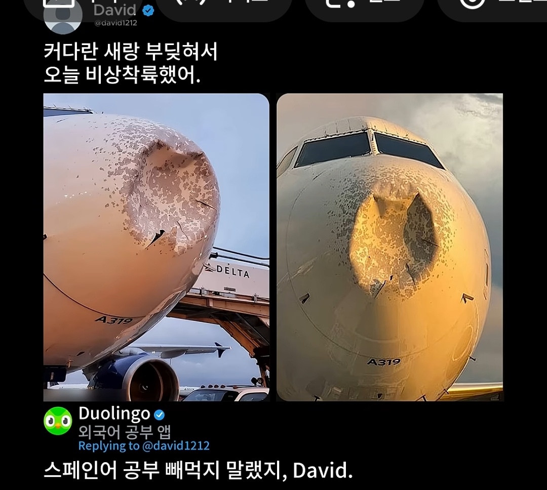 버드 스트라이크