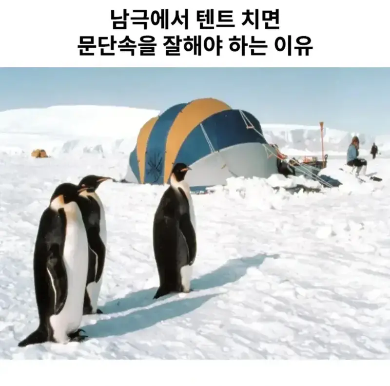 남극 캠핑시 문단속이 중요한 이유