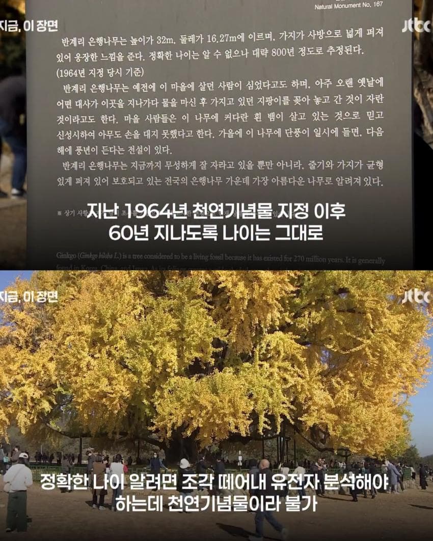 800살 은행나무 거짓으로 밝혀짐 (3)