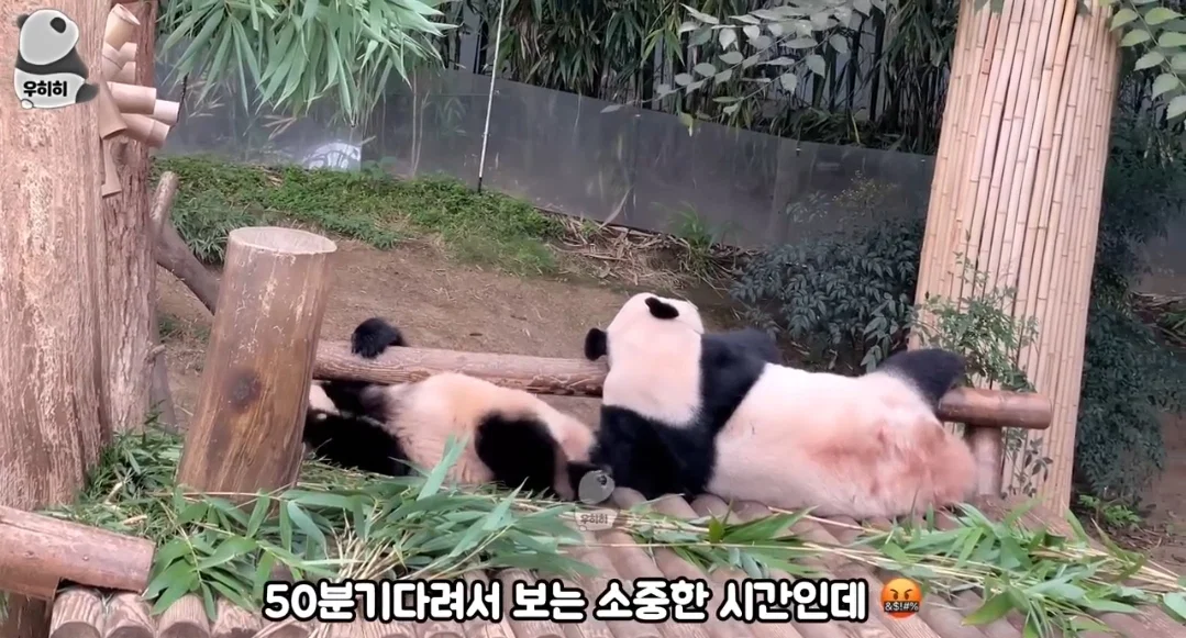 의외로 판다월드가면 이런 막말하는 관람객많음 (9)