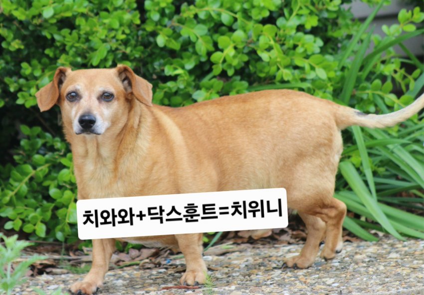 싱글벙글 래딧에 유행한다는 미친 짓 (12)